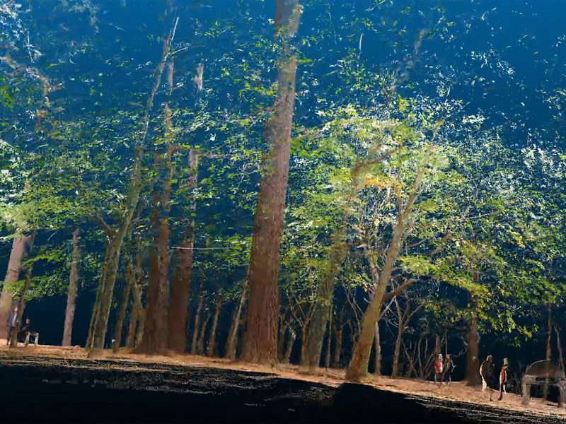 Bizia zaintzen - El bosque. Biodiversidad. Vida jvillarreal