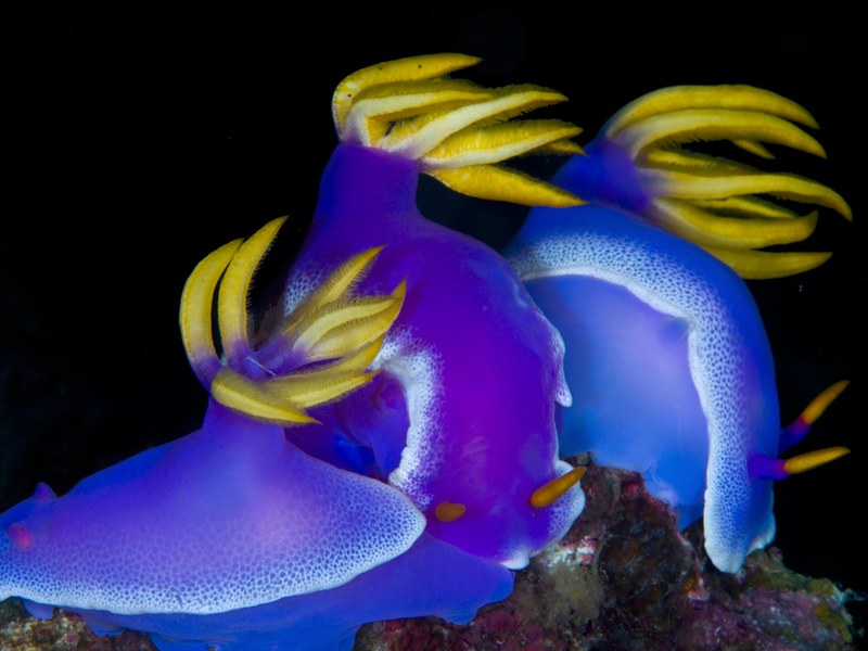 cimasub
