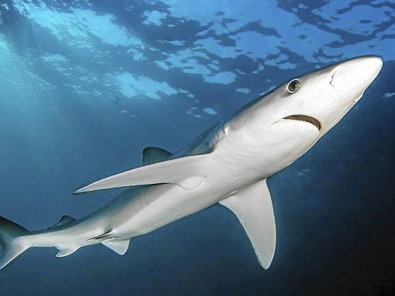 cimasub