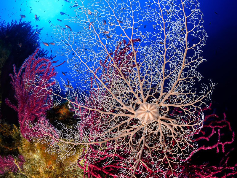 CIMASUB - 24 Ciclo Internacional de cine submarino