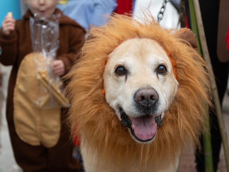 Domingo de Carnaval - Carnaval