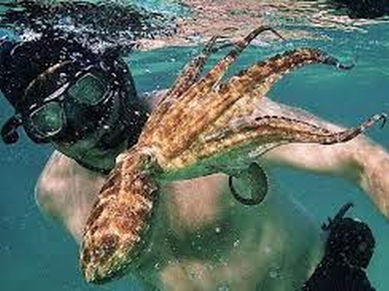 PULPO