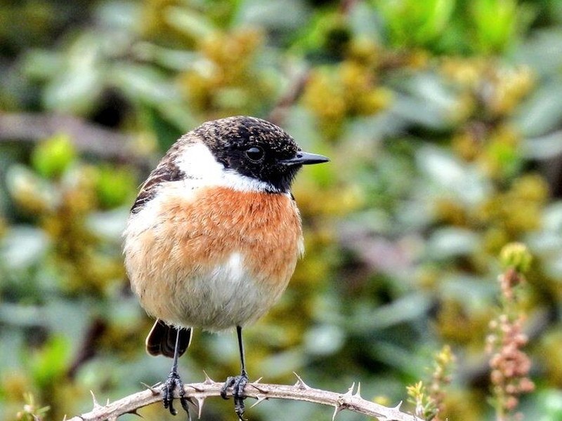 Paseo para observar y conocer aves, Asier Sarasua Aranberri - Eibarko Mendi Jardunaldiak