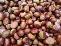 El lunes celebramos el día de Gaztainerre