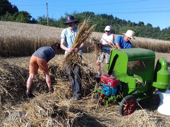 Un año más se realizarán labores de trilla en el caserío Zozola de Eibar a partir de hoy. El trigal contiene cinco variedades antiguas de trigo.