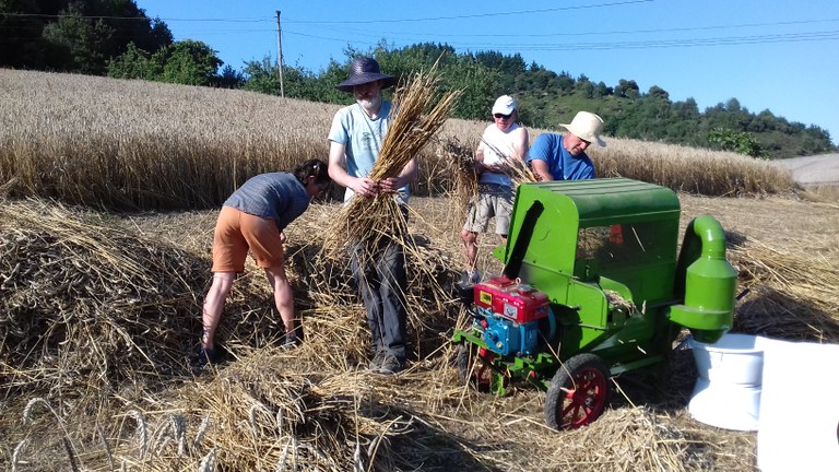 Un año más se realizarán labores de trilla en el caserío Zozola de Eibar a partir de hoy. El trigal contiene cinco variedades antiguas de trigo.