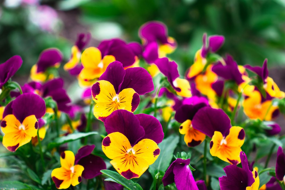 El Ayuntamiento de Eibar procederá por segunda vez a repartir de forma gratuita las flores de los jardines Imagen de archivo: www.pexels.com (Tatjana).