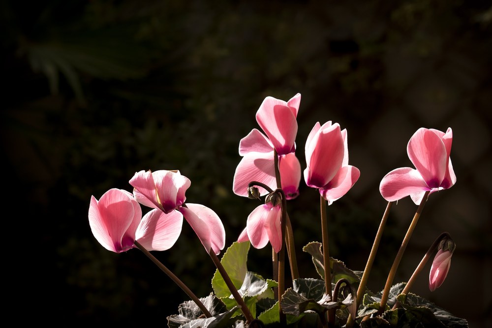 El Ayuntamiento invierte 40.000 euros anuales en la plantación de flores de temporada en los jardines de Eibar Imagen de archivo.