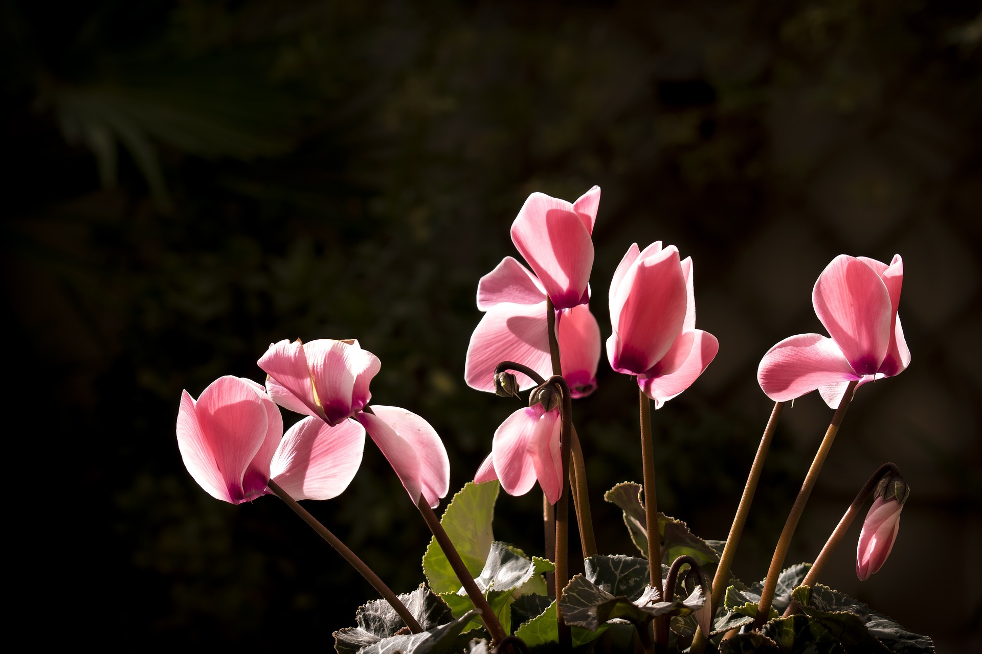 El Ayuntamiento invierte 40.000 euros anuales en la plantación de flores de temporada en los jardines de Eibar