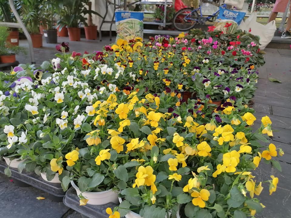 Imagen: Dekolore Natur Azoka.