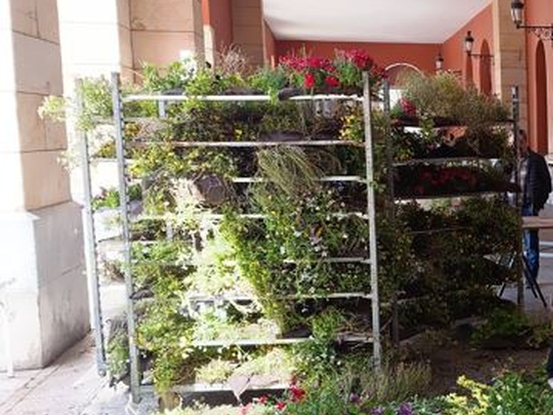 Landaketa berria egiteko, lorategietatik erretiratu diren sasoiko loreak doan banatuko ditu Udalak asteazkenean, hilak 21