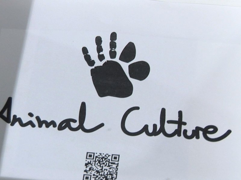 Lehioa Proyektua. Animal Culture erakusketa.