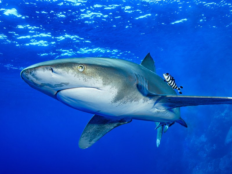 CIMASUB - Itsaspeko zinemaren nazioarteko 24. Zikloa