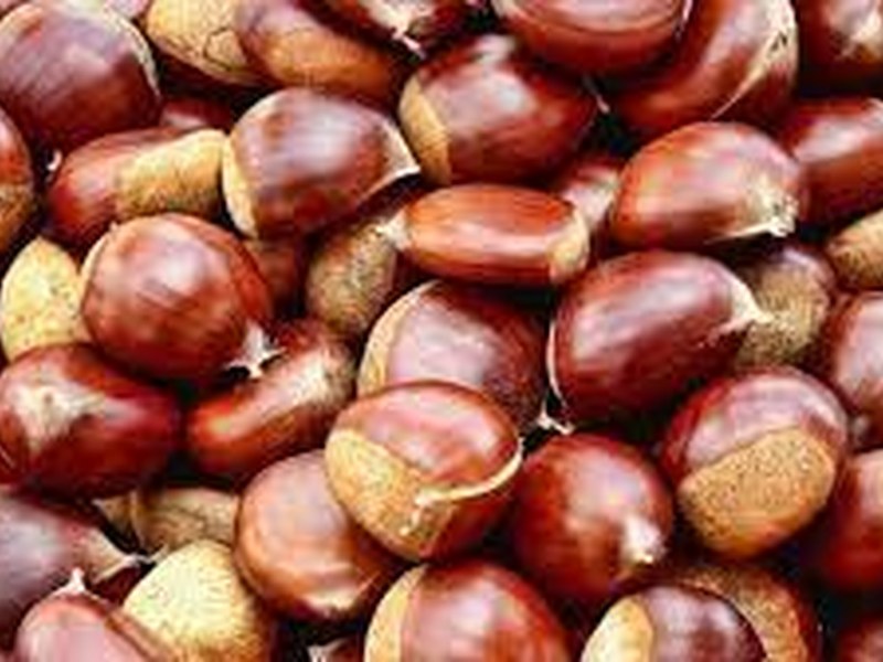 Gaztainerre.  Helburua gure ohitura zaharrei eustea da