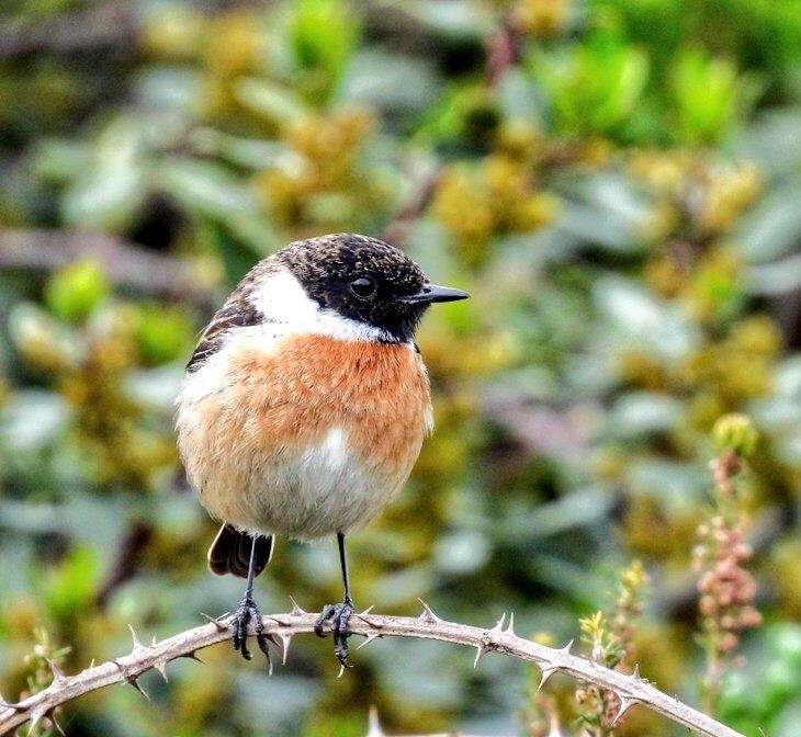 Txoriak ezagutu eta ikusteko irteera, Asier Sarasua Aranberri - Eibarko Mendi Jardunaldiak