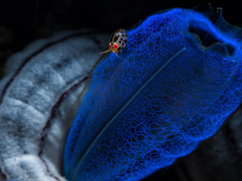 cimasub